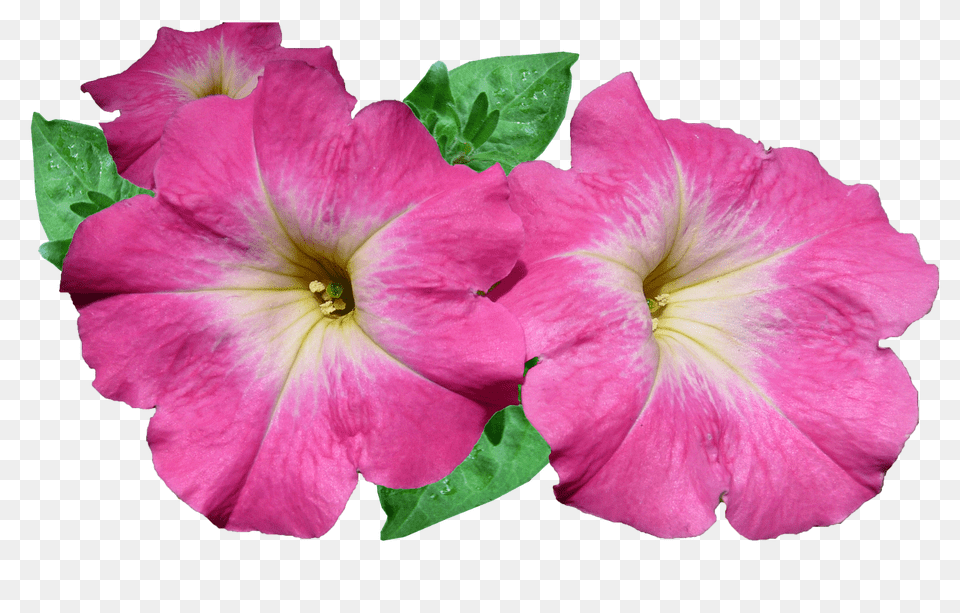 Flower Geranium, Petal, Plant, Rose Free Transparent Png