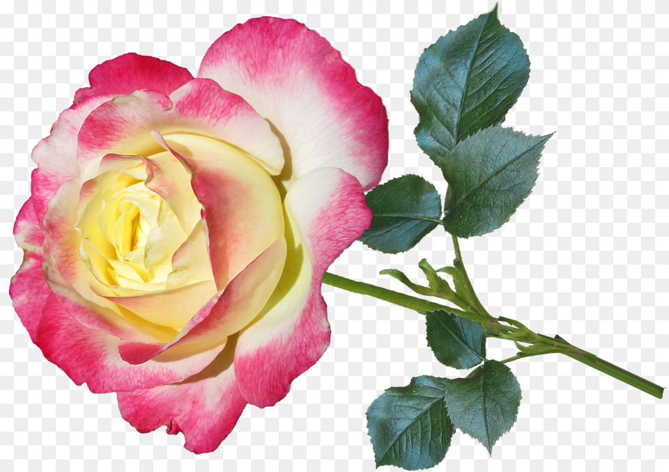 Flower Plant, Rose Free Png Download