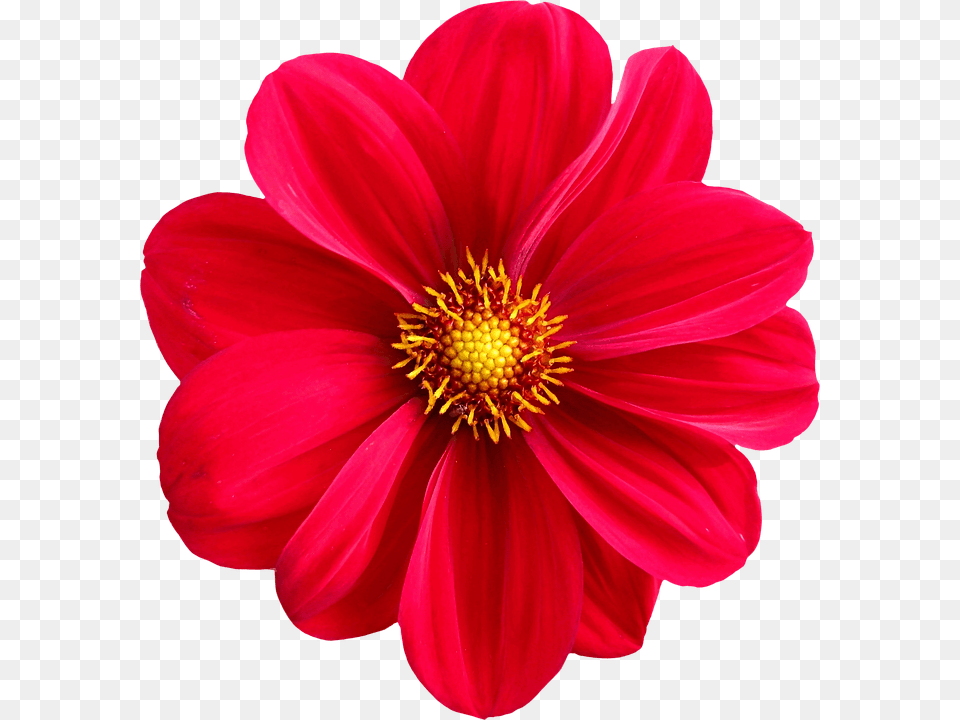 Flower Anther, Dahlia, Daisy, Petal Free Transparent Png