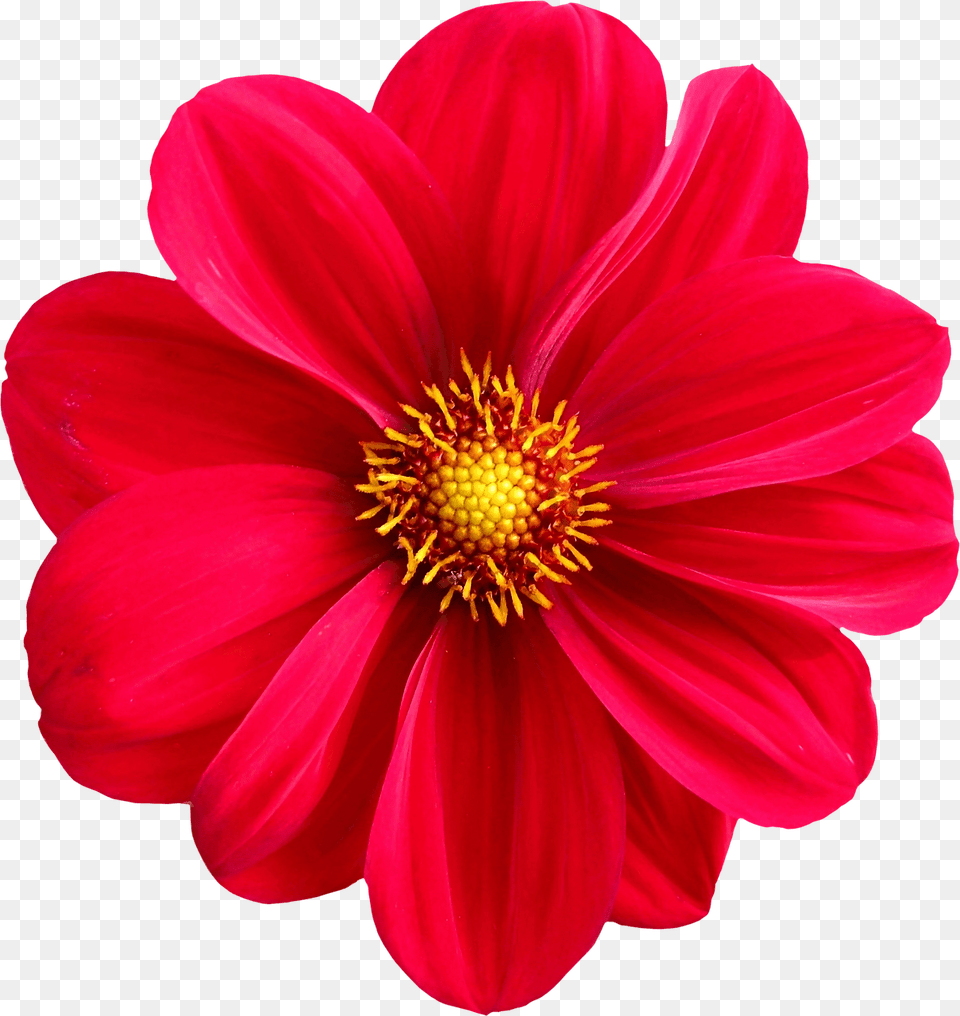 Flower Anther, Dahlia, Daisy, Petal Free Png