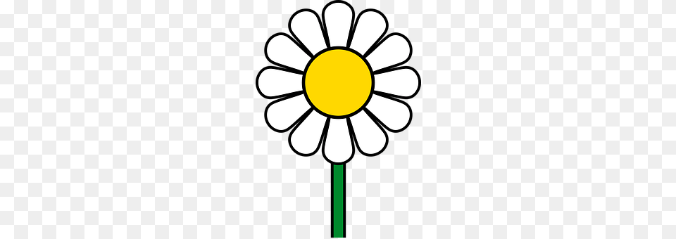Flower Daisy, Plant Png
