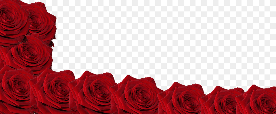 Flower Plant, Rose, Petal Png Image