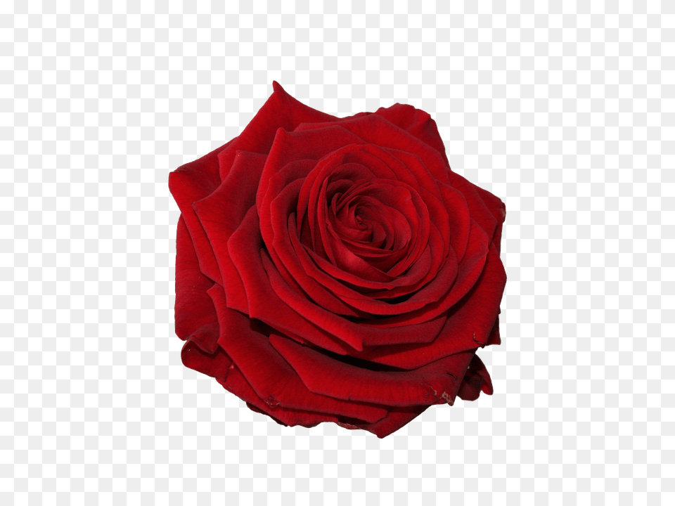 Flower Plant, Rose Png Image