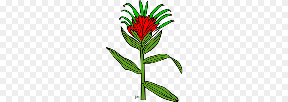 Flower Acanthaceae, Plant, Leaf Free Png