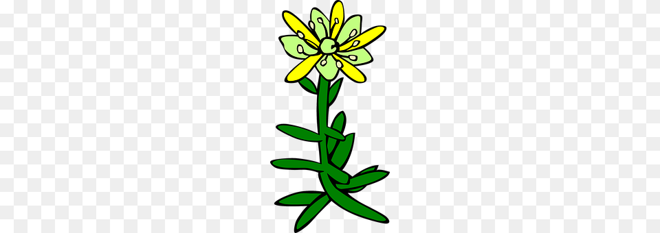 Flower Daisy, Plant, Anther Free Png