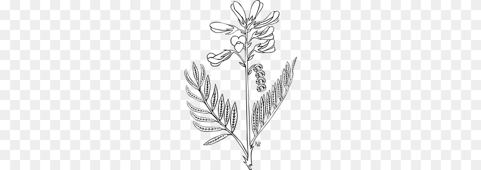 Flower Art, Plant, Leaf, Herbs Png Image