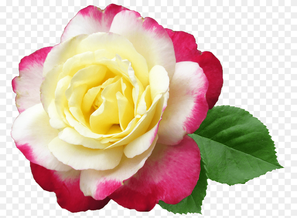 Flower Plant, Rose, Petal Free Png Download