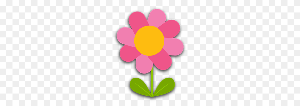 Flower Daisy, Petal, Plant, Anemone Free Transparent Png
