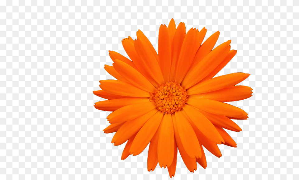 Flower Daisy, Petal, Plant Free Png Download