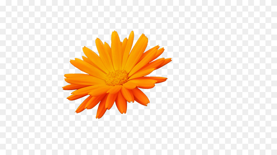 Flower Daisy, Petal, Plant, Dahlia Png