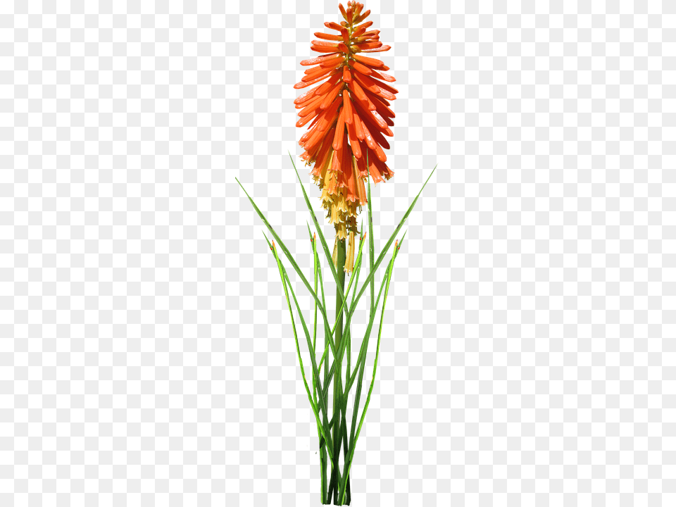 Flower Plant, Grass Free Png