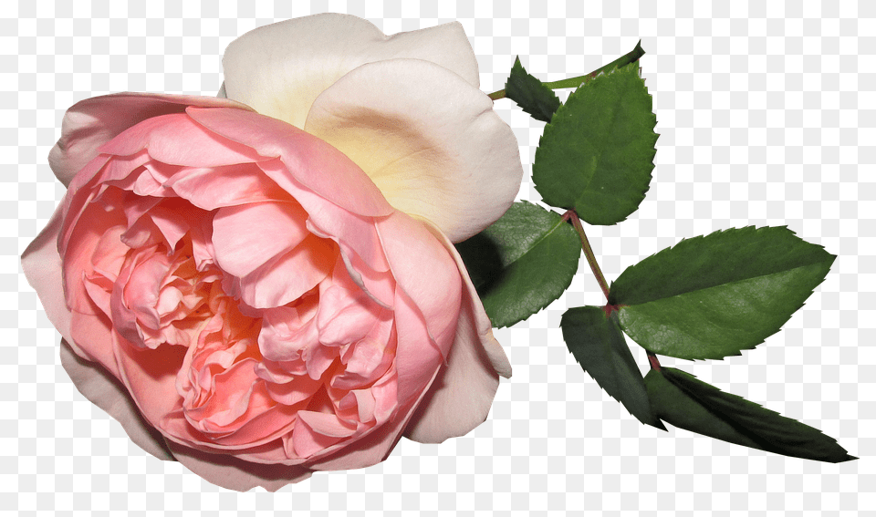 Flower Plant, Rose, Petal Free Png