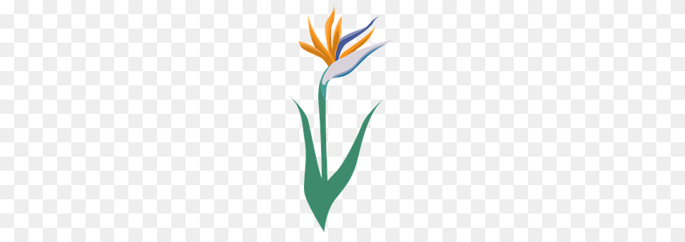 Flower Plant, Bow, Weapon, Daffodil Free Png