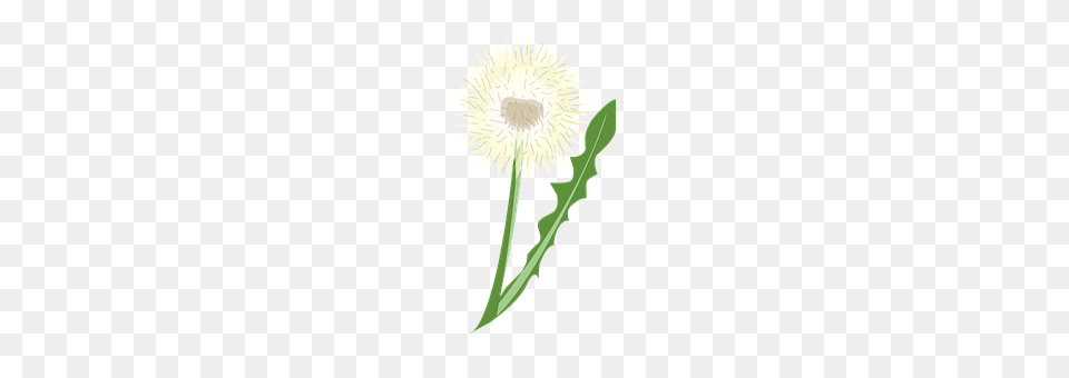 Flower Plant, Dandelion, Smoke Pipe Free Png Download