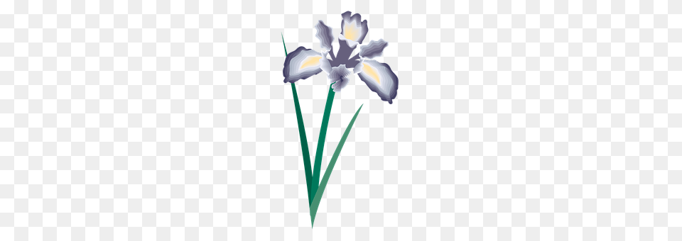 Flower Iris, Plant, Petal Free Transparent Png