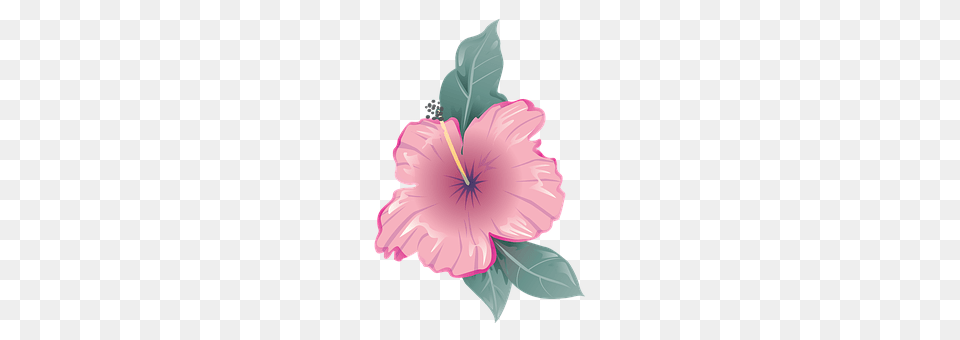 Flower Plant, Hibiscus, Nature, Outdoors Free Transparent Png