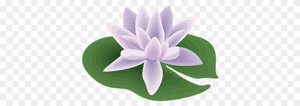 Flower Plant, Dahlia, Lily, Pond Lily Png