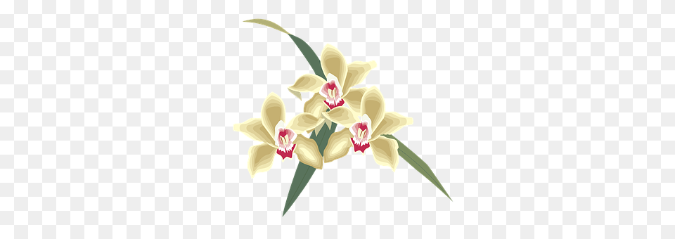 Flower Orchid, Plant, Animal, Fish Free Png