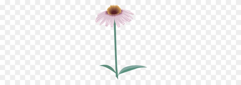 Flower Daisy, Plant, Cross, Symbol Png