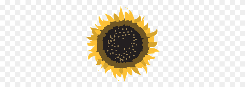 Flower Plant, Sunflower Free Transparent Png