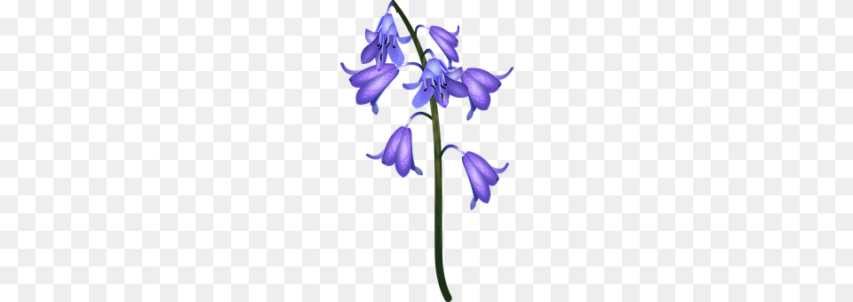 Flower Iris, Plant, Purple, Petal Png