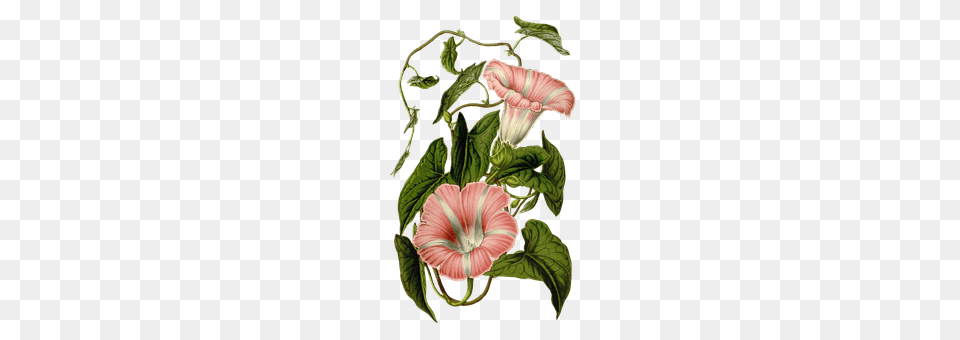Flower Plant, Hibiscus Png Image