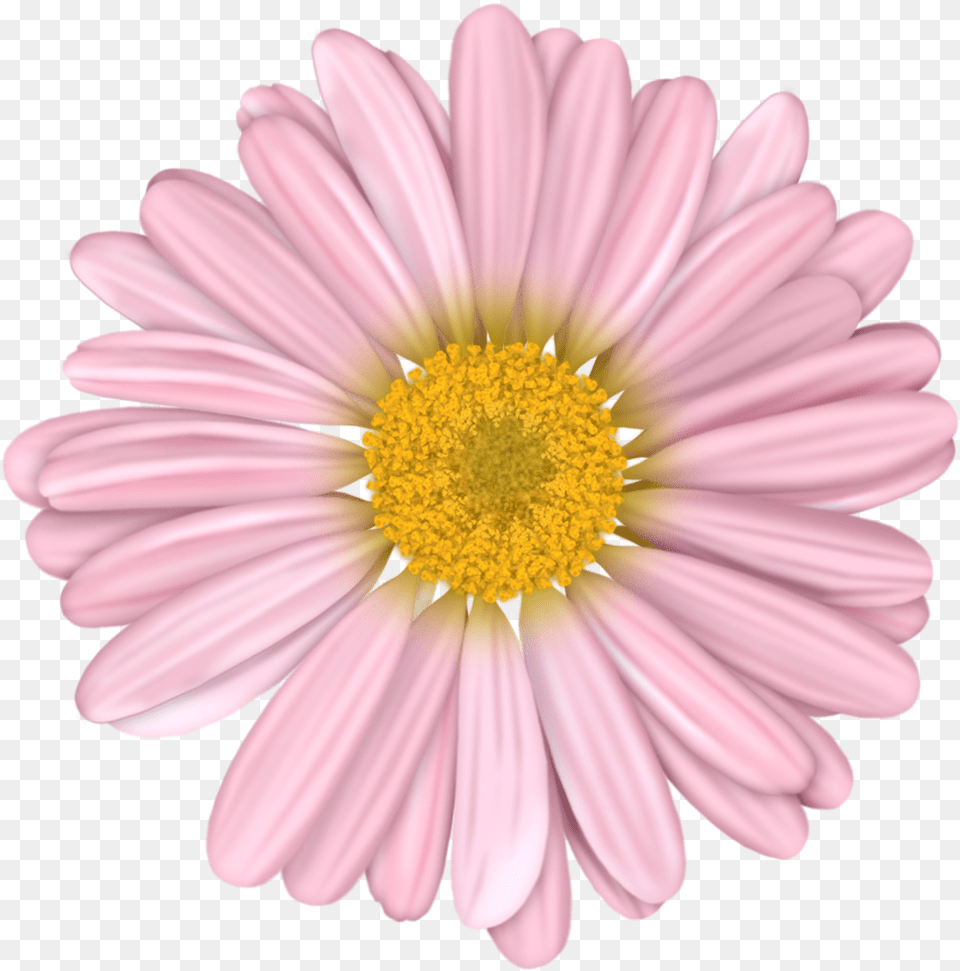 Flower, Daisy, Petal, Plant, Anther Free Transparent Png