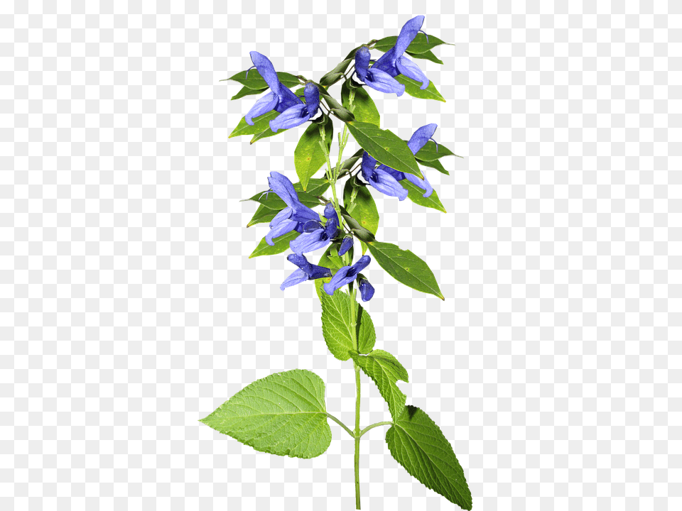 Flower Acanthaceae, Plant Free Png Download