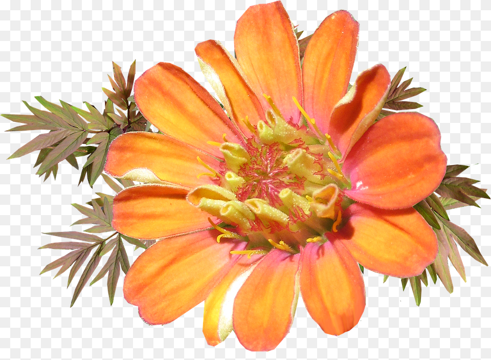 Flower Petal, Plant, Pollen, Anther Png Image