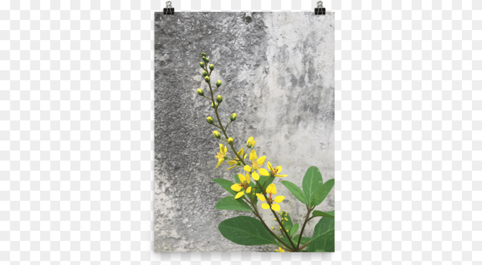 Flower, Plant, Acanthaceae, Petal, Geranium Free Png Download