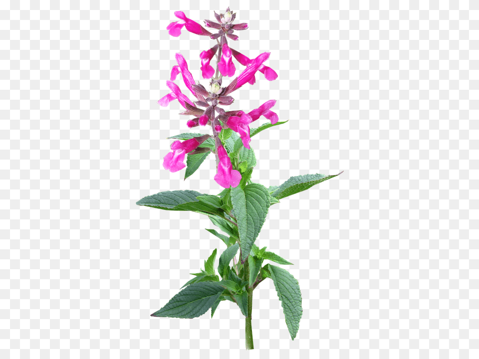 Flower Acanthaceae, Plant Png Image