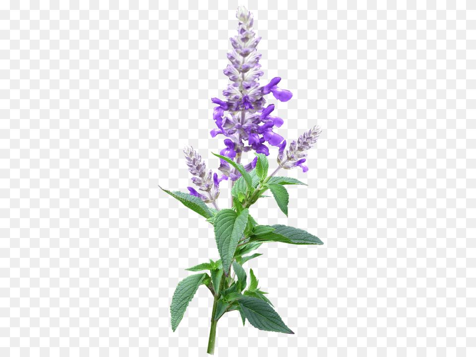 Flower Lupin, Plant, Acanthaceae, Purple Free Transparent Png