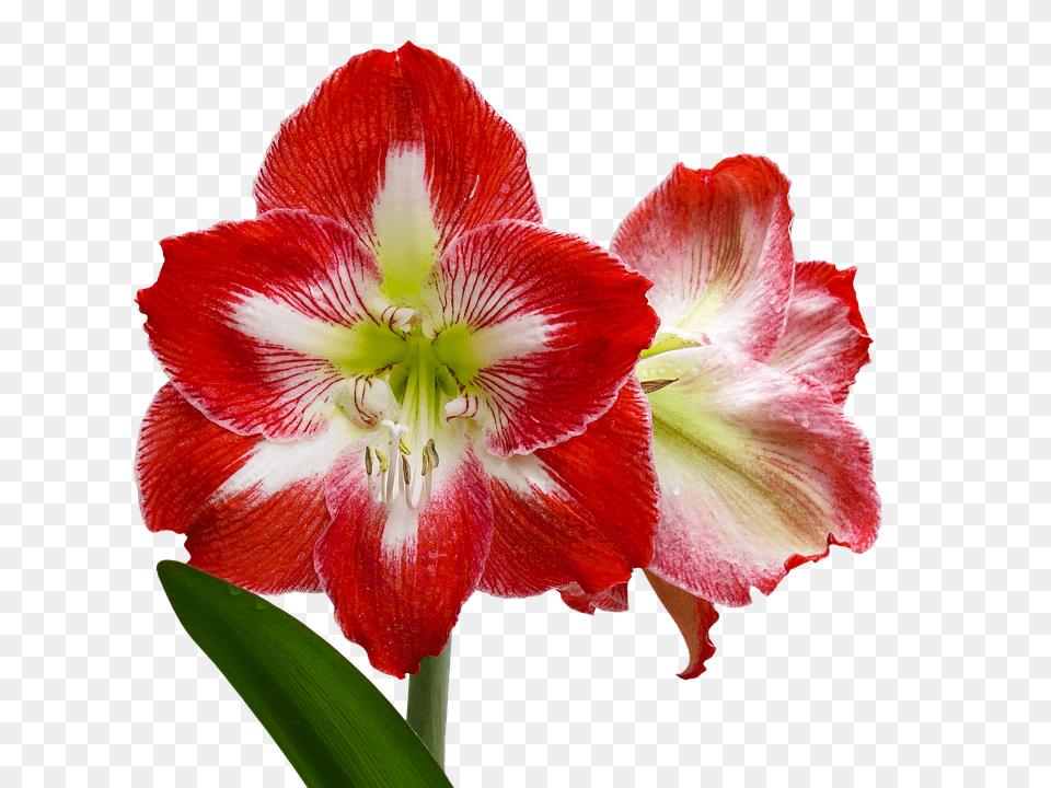 Flower Plant, Amaryllis, Geranium, Rose Free Png Download