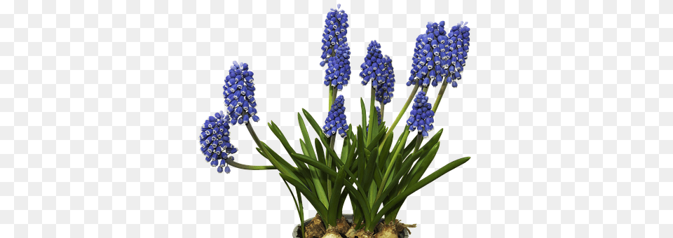 Flower Lupin, Plant Png Image