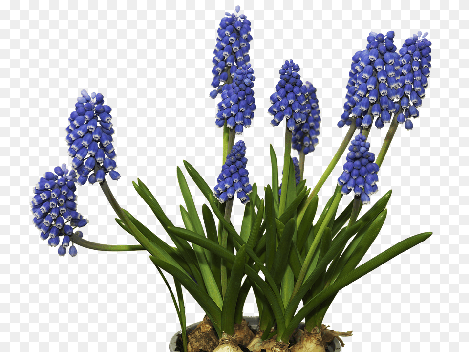 Flower Lupin, Plant Free Transparent Png