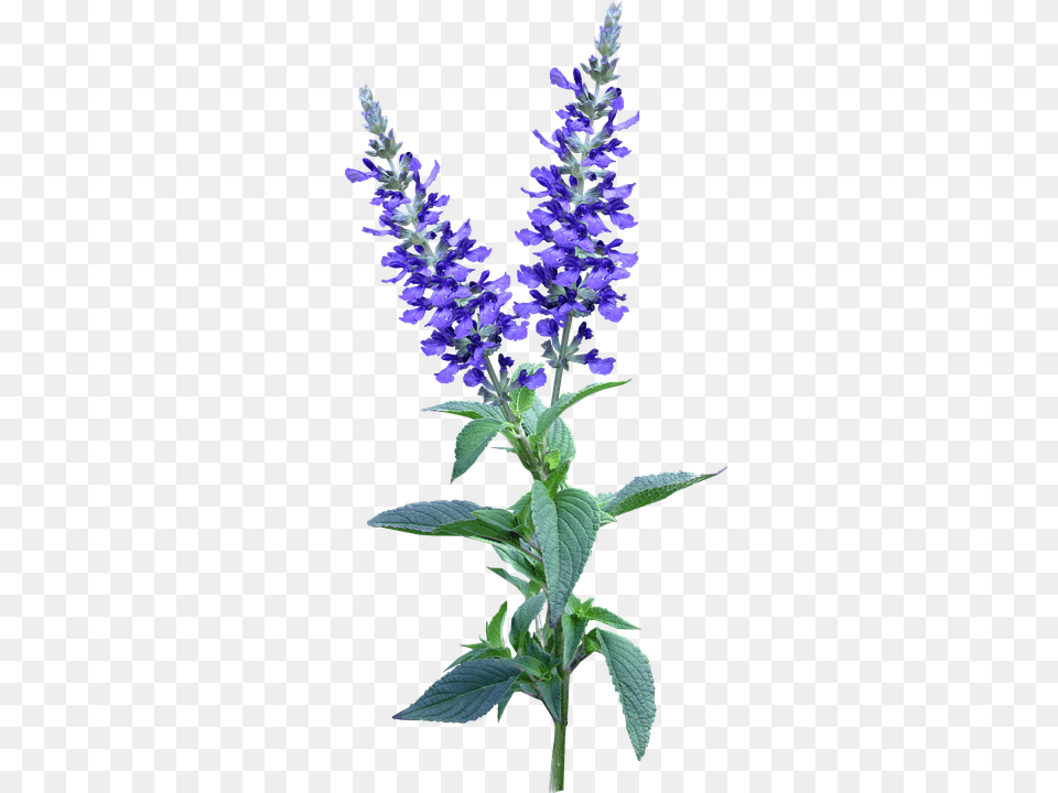 Flower Lupin, Plant, Acanthaceae Free Transparent Png