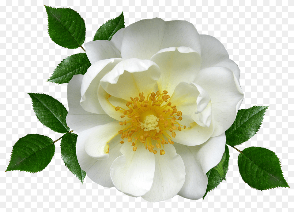 Flower Anemone, Plant, Pollen, Rose Free Transparent Png