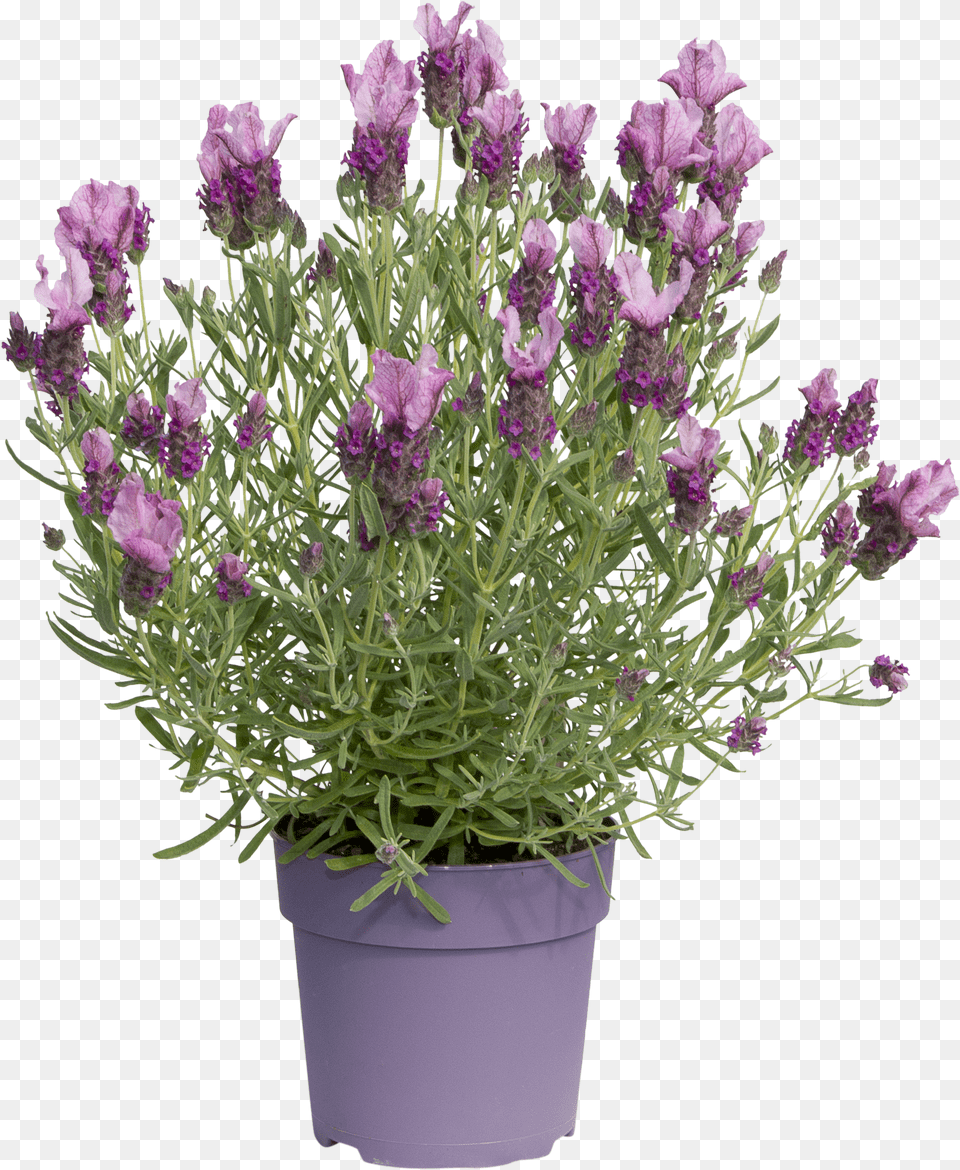 Flower Png