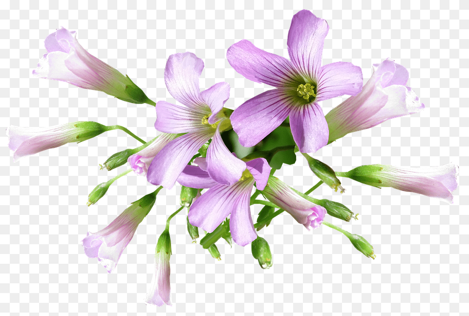 Flower Geranium, Petal, Plant, Acanthaceae Png Image