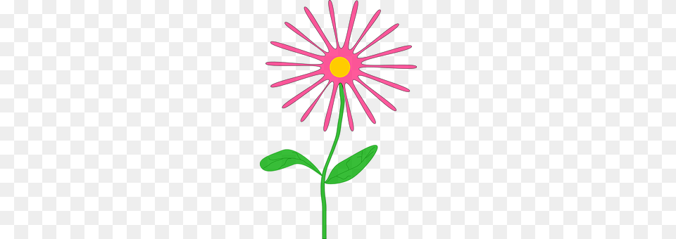 Flower Daisy, Plant Png Image