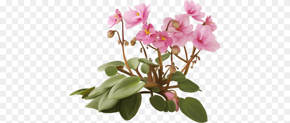 Flower, Geranium, Plant, Flower Arrangement, Orchid Free Transparent Png