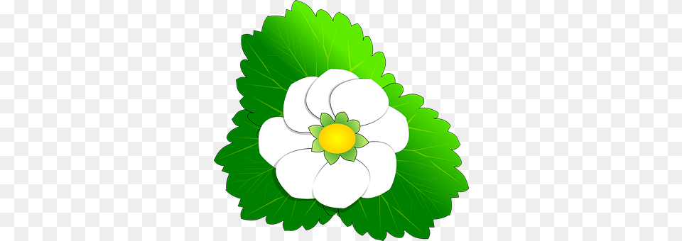 Flower Leaf, Anemone, Green, Plant Free Png Download