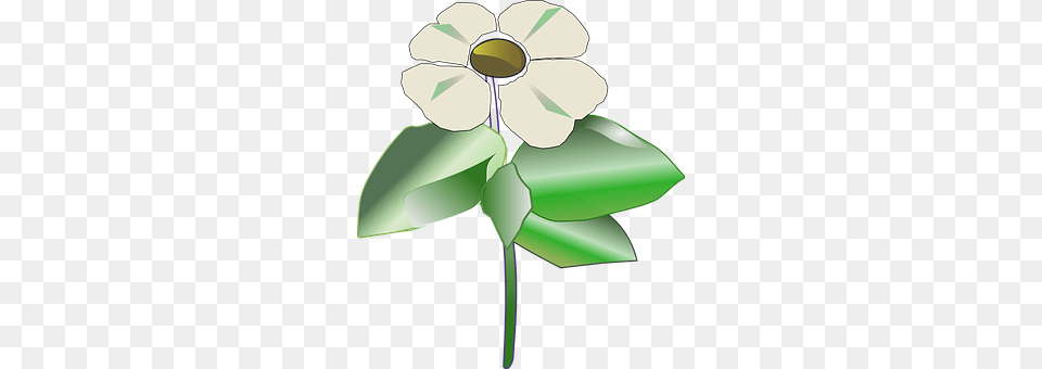 Flower Anemone, Leaf, Petal, Plant Free Png
