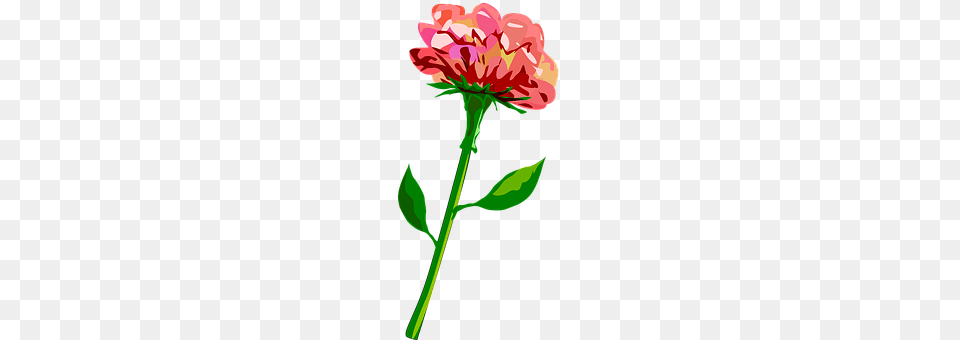 Flower Carnation, Plant, Geranium, Petal Png Image