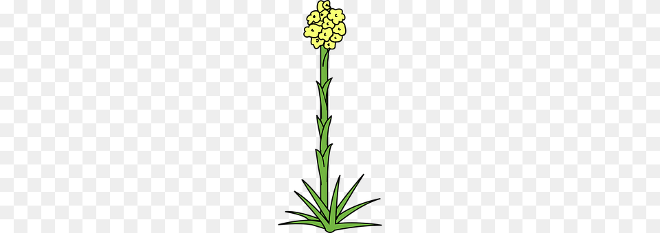 Flower Plant, Cross, Symbol, Daffodil Free Png Download
