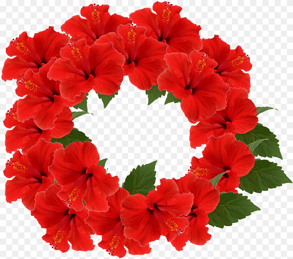 Flower, Plant, Hibiscus Png Image