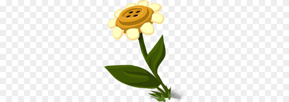 Flower Daisy, Herbal, Herbs, Plant Free Transparent Png