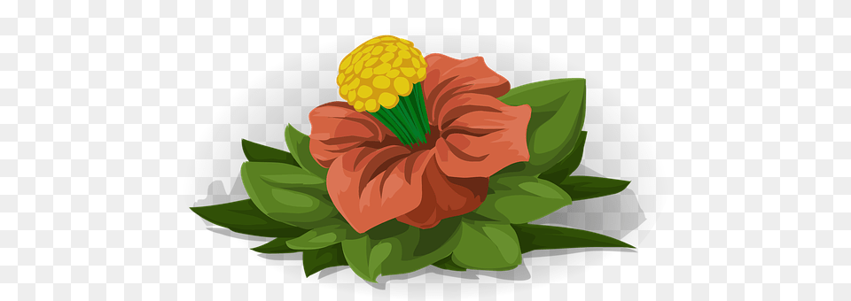 Flower Plant, Hibiscus, Dahlia, Graphics Free Png