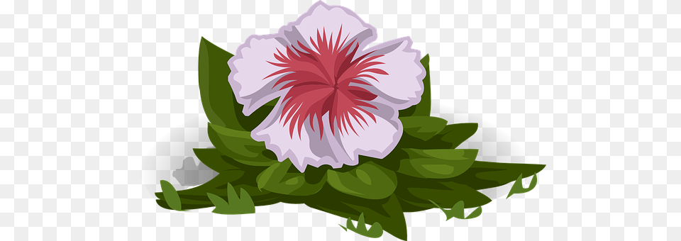Flower Geranium, Plant, Hibiscus Free Png