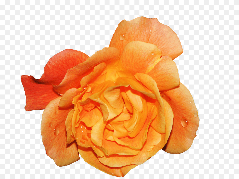 Flower Petal, Plant, Rose Png Image